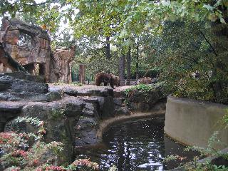Bjørne i Zoologisk Have